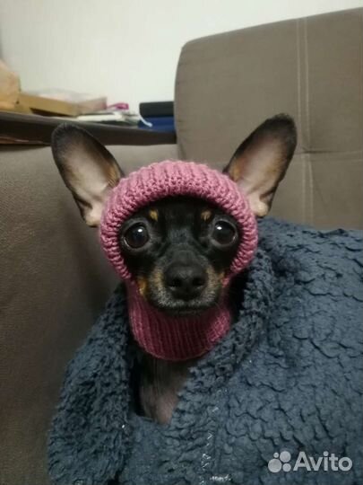 Шапочки и снуды для маленьких собачек