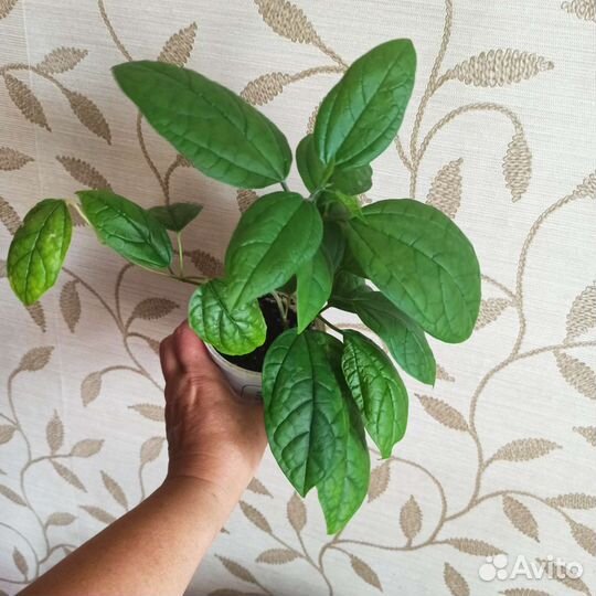 Клеродендрум Томпсона