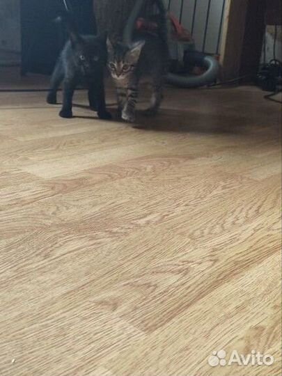 Котята бесплатно