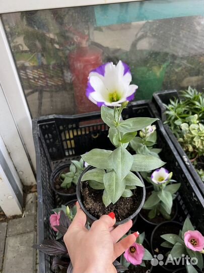 Эустома рассада