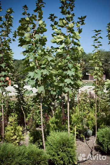 Клен остролистный