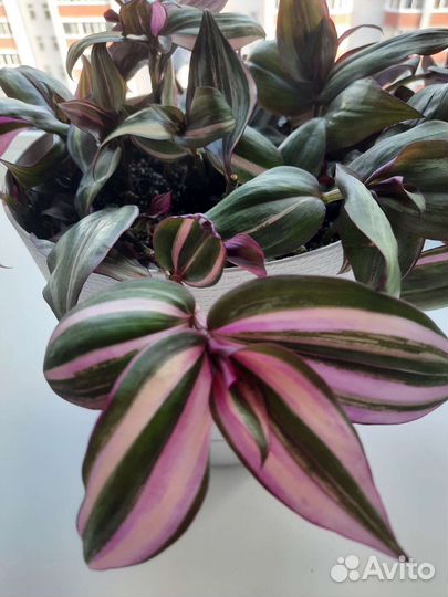 Традесканция зебрина дисколор