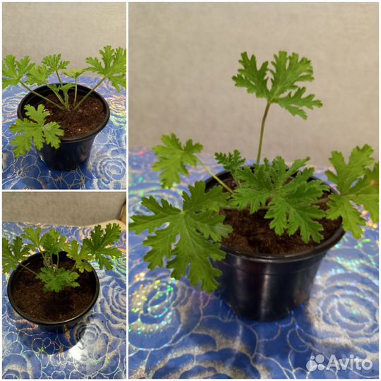 Герань лимонная