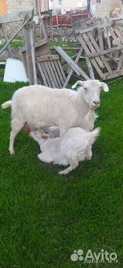 Коза дойная молочная с козлятами