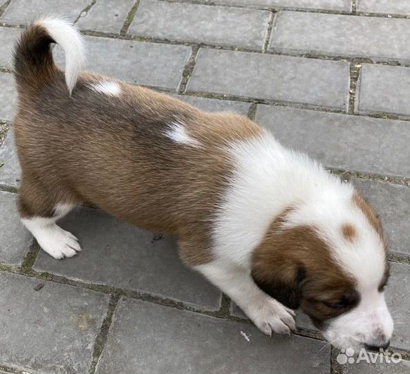 Собаки (кобели, мальчики) в добрые руки