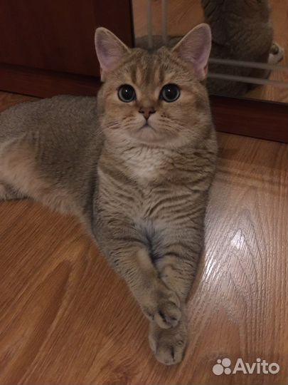 Кот на вязку