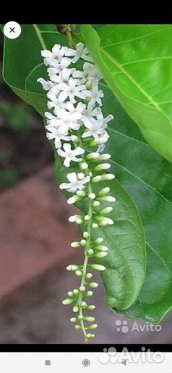 Цитарексилум