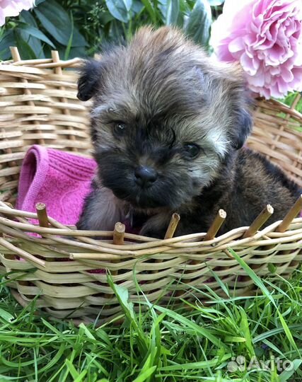 Русская цветная болонка