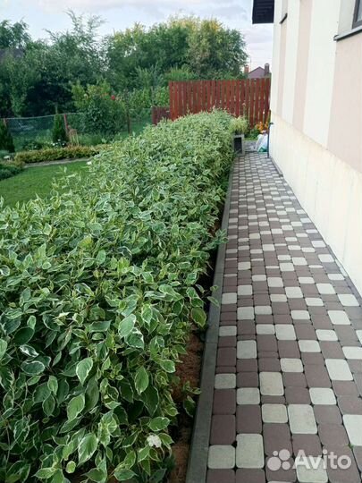 Дерен пестролистный