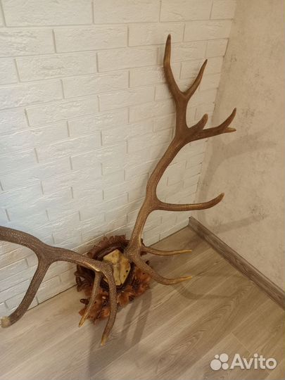 Рога оленя