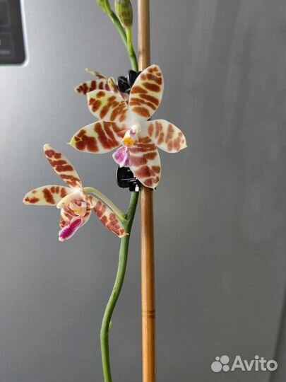 Орхидея фаленопсис