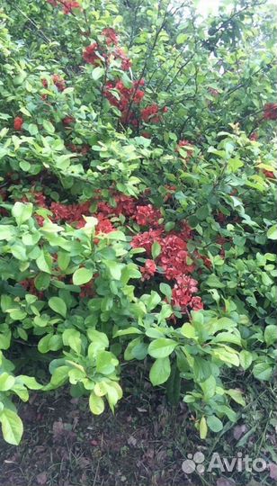Айва японская хеномелес