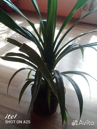 Панданус винтовое дерево