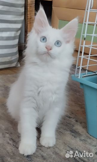 Котята мейн-кун