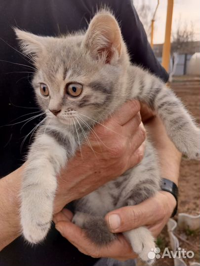 Британский. котенок девочка