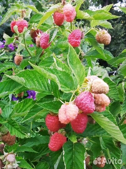 Малина Таруса саженцы