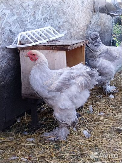 Молодой Пётр