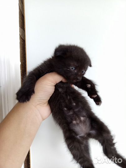 Отдам в добрые руки вислоухих котят