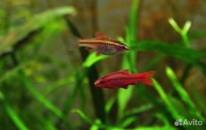 Аквариумные рыбки, аквариумы, фильтры, растения
