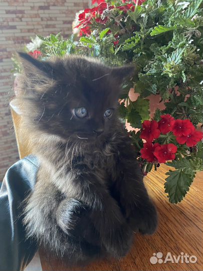 Самые красивые котятки