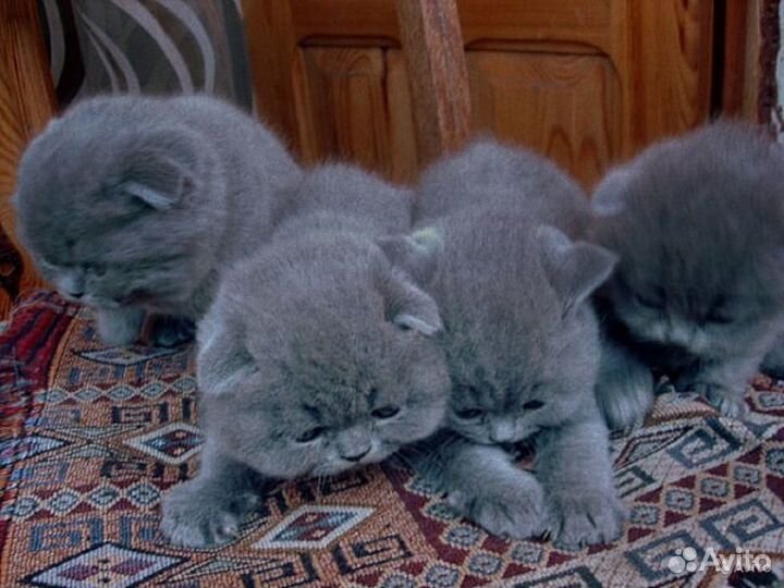 Вислоухие котята