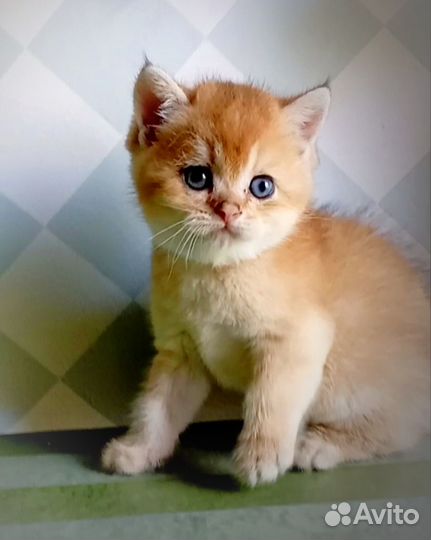 Шотландские