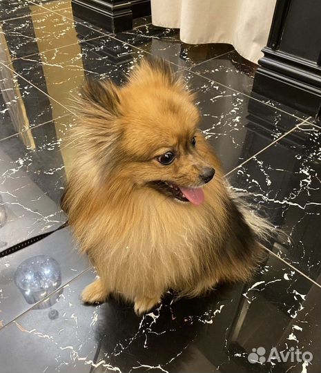 Немецкий шпиц вязка кобель