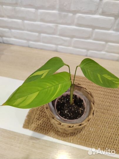 Ктенанта Лубберса Голден Мозаик