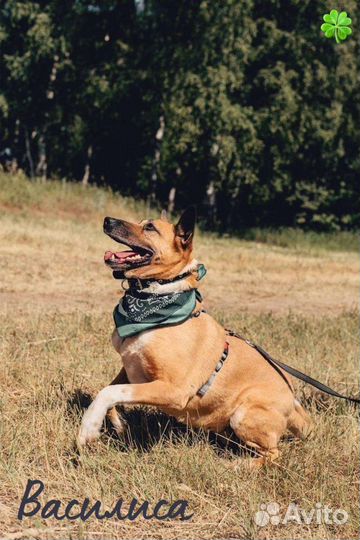 Собака в добрые руки