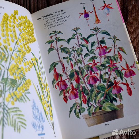The Pocket Encyclopedia of Indoor Plants in Colour