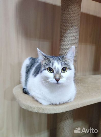 Кошечка в добрые руки