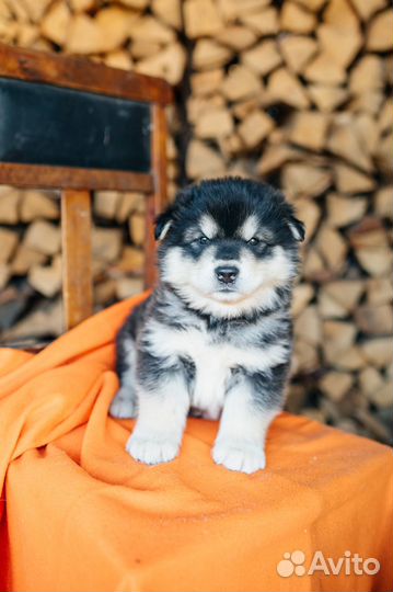 Щенки Аляскинского маламута