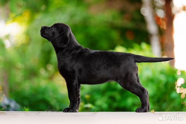 Щенки лабрадора