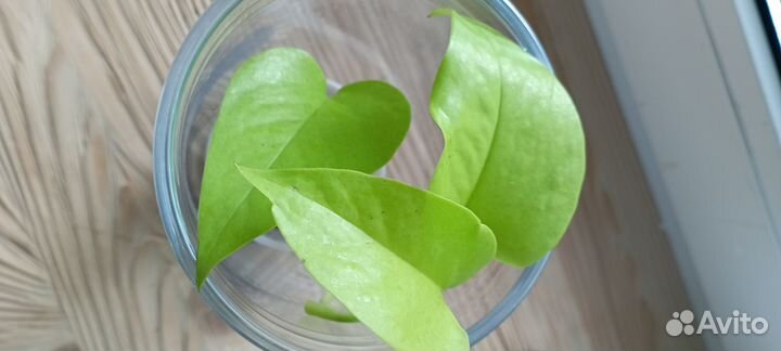 Эпипремнум (сциндапсус) Неон Яркие лианы