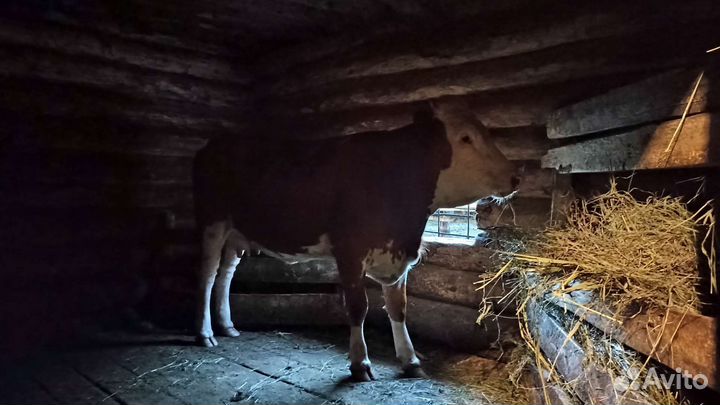 Корова дойная