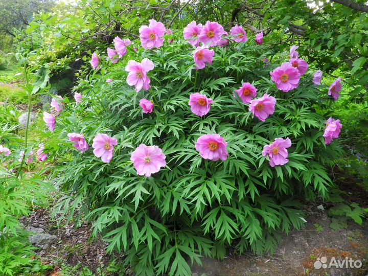 Пион уклоняющийся(Марьин корень)