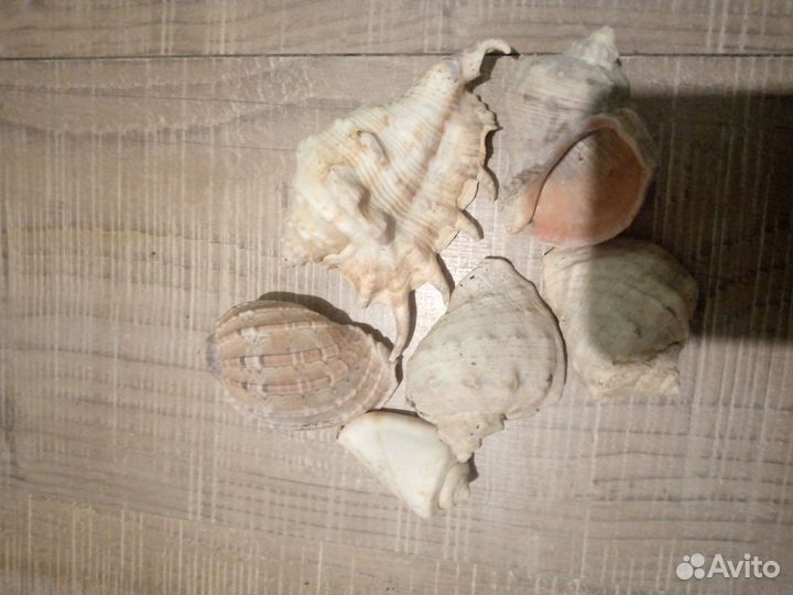 Морские ракушки раковины