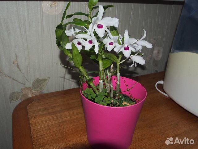 Сеянцы орхидей и ваниль