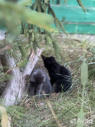 Отдам бесплатно в добрые руки котят