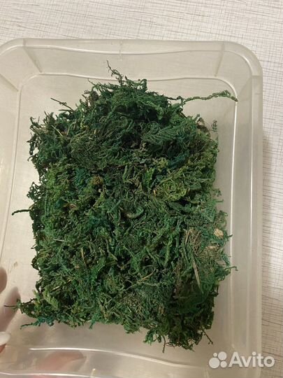 Мох для макета (сфагнум)