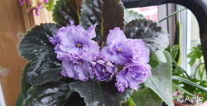 Сортовые фиалки