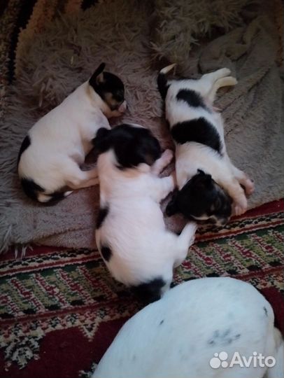 Чихуашки mini