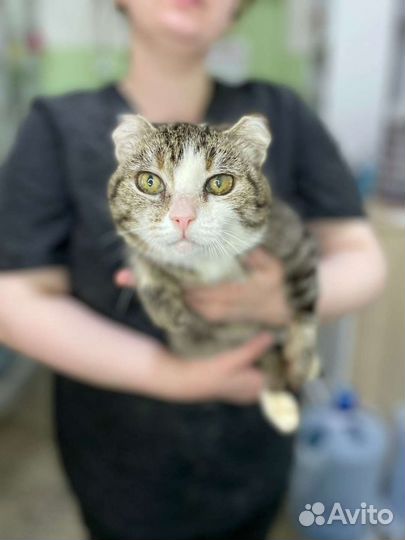 Отдам бесплатно