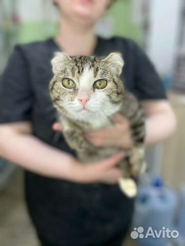 Отдам бесплатно