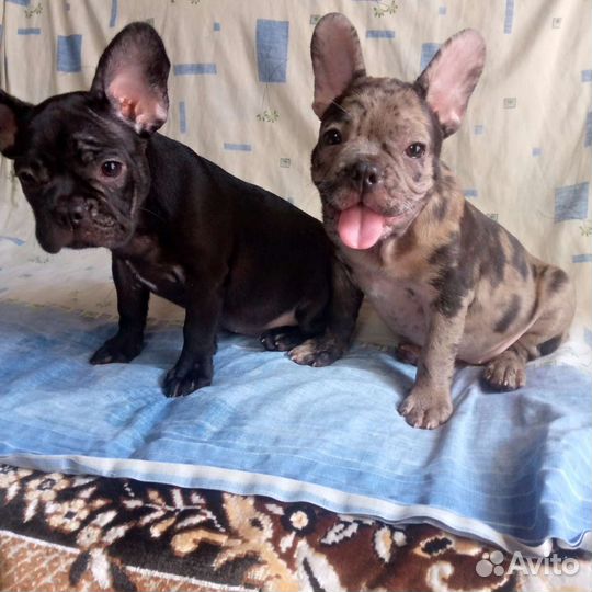 Французятки