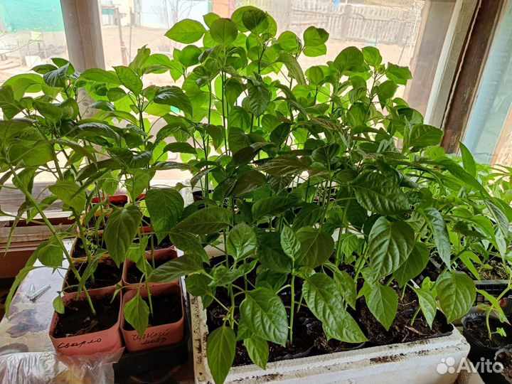 Рассада помидоры, огурцы, перцы