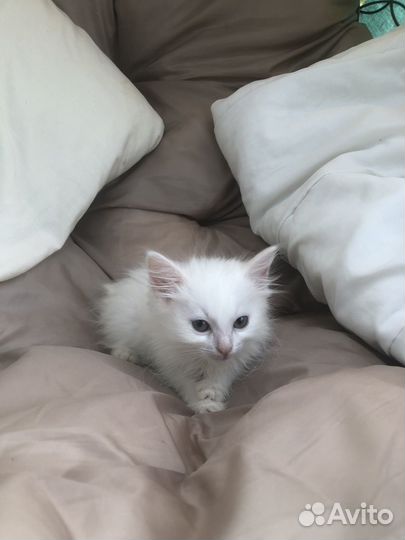 Котята в дар