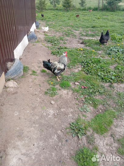 Красавцы петушки