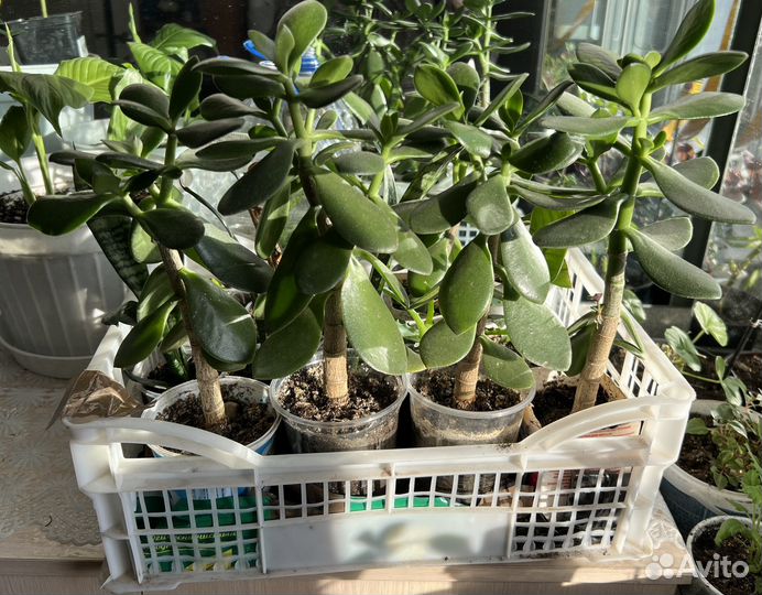 Толстянка, денежное дерево