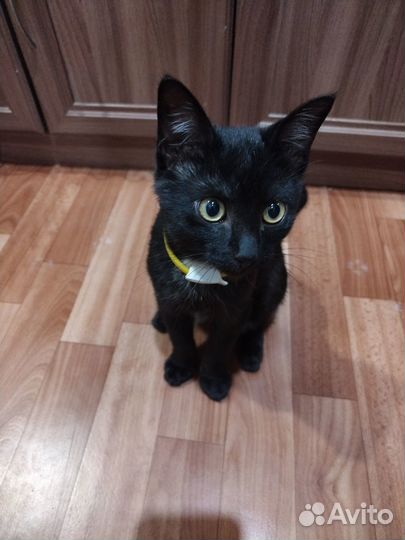 Отдам котика 5 мес